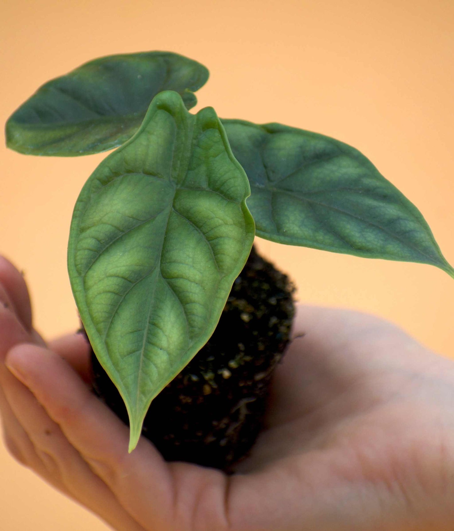 Alocasia baginda 'Dragon Scale'