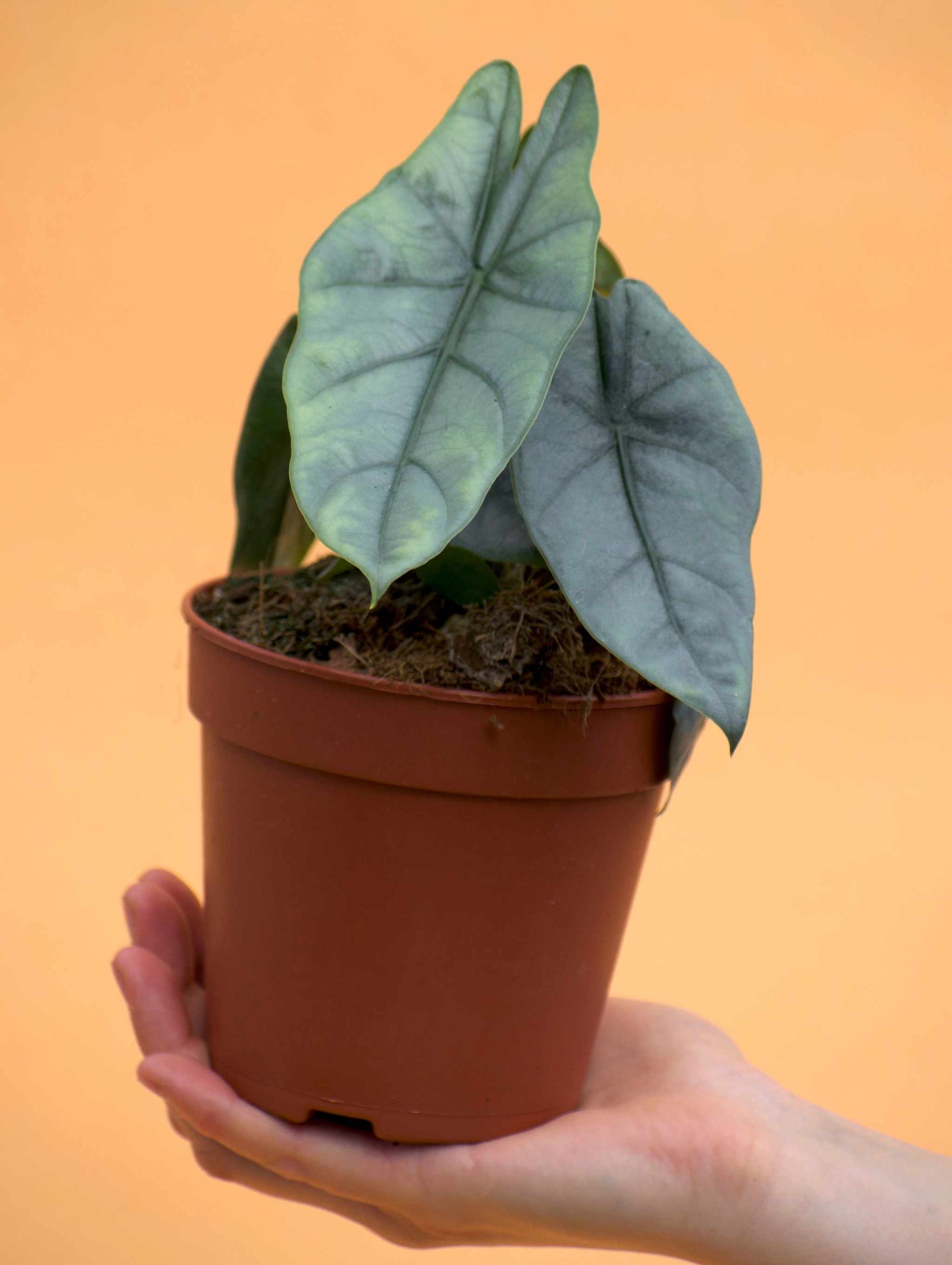 dragon's breath plant indoors Alocasia Heterophylla 'Dragons breath'