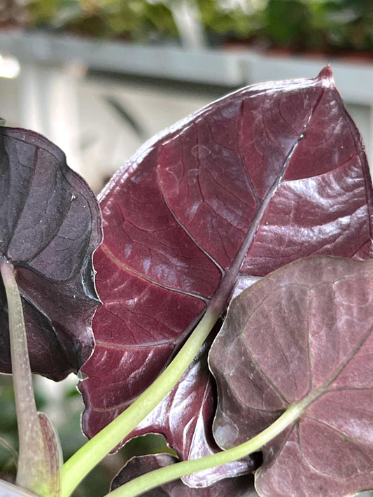 Alocasia infernalis