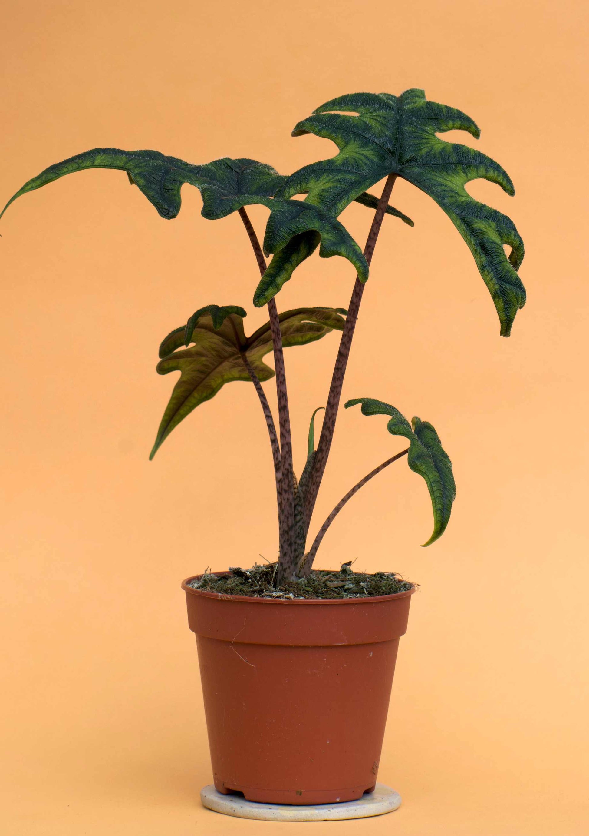 Alocasia tandurusa ´jacklyn'
