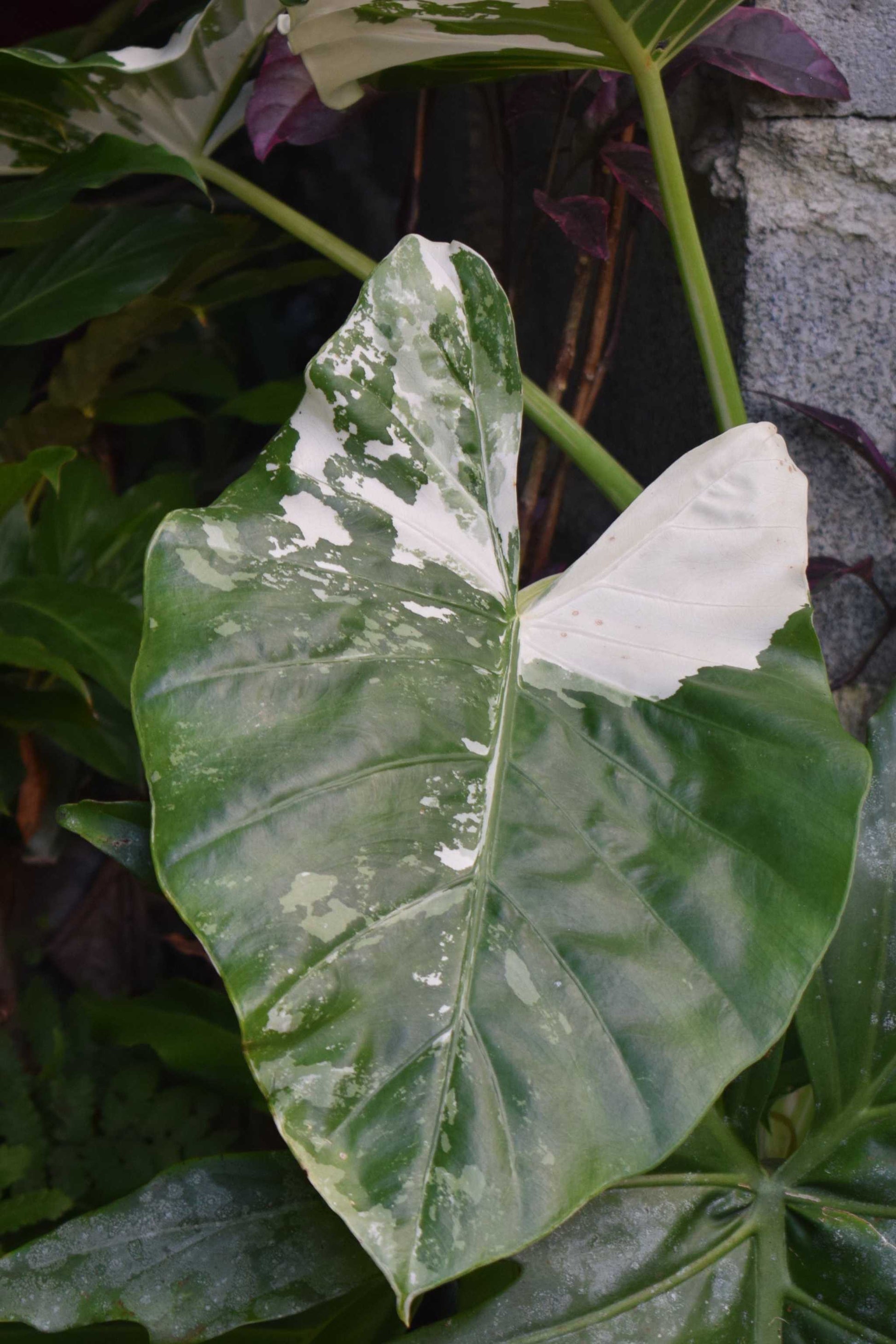 Alocasia macrorrhiza albo variegata