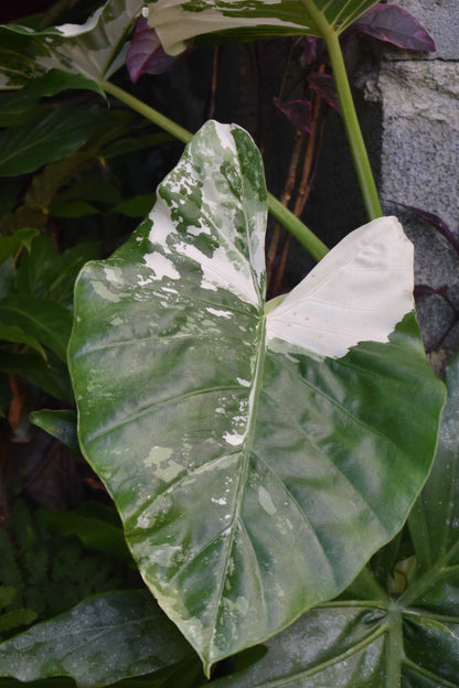 Alocasia macrorrhiza albo variegata