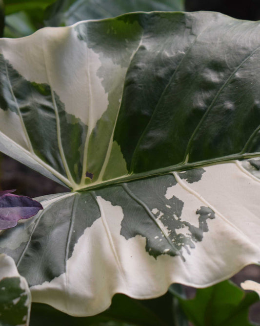 Alocasia macrorrhiza albo variegat
