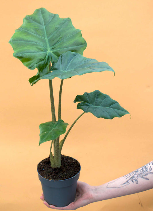Alocasia 'portodora' (Alocasia odora x Alocasia portei)
