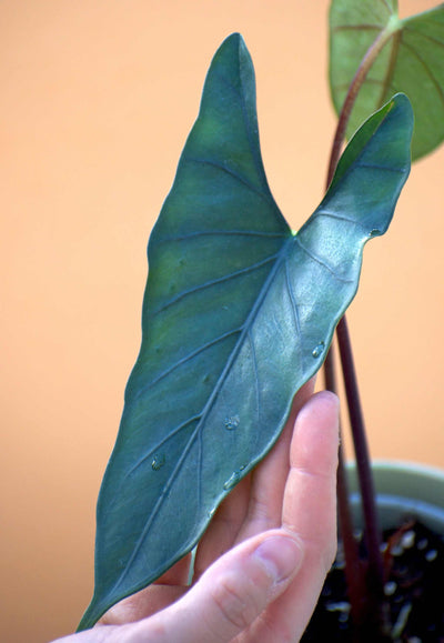 Alocasia princeps 'Purple Cloak'