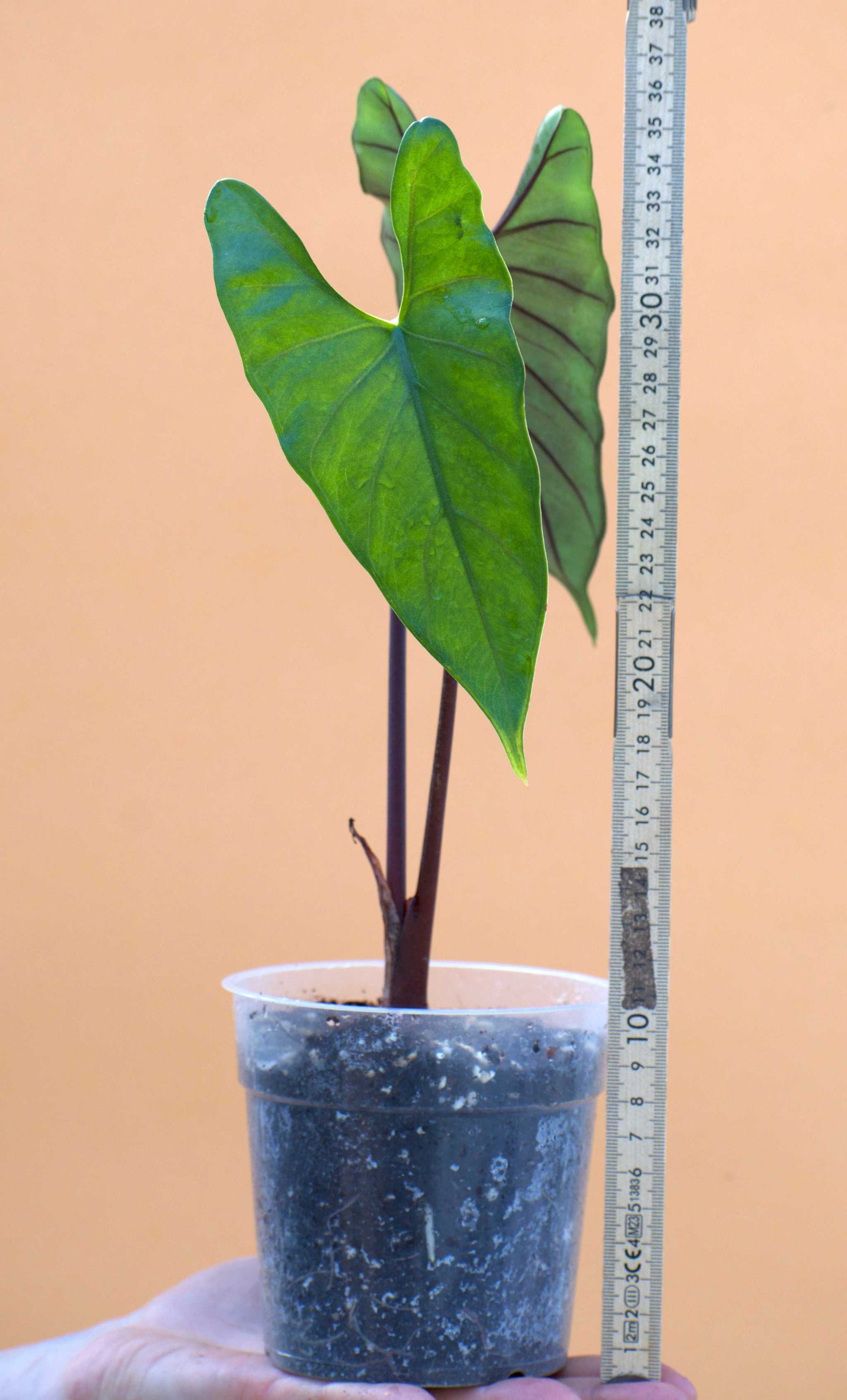 Alocasia princeps 'Purple Cloak' storlek
