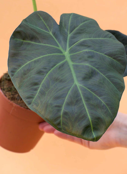 Alocasia 'Regal Shields'