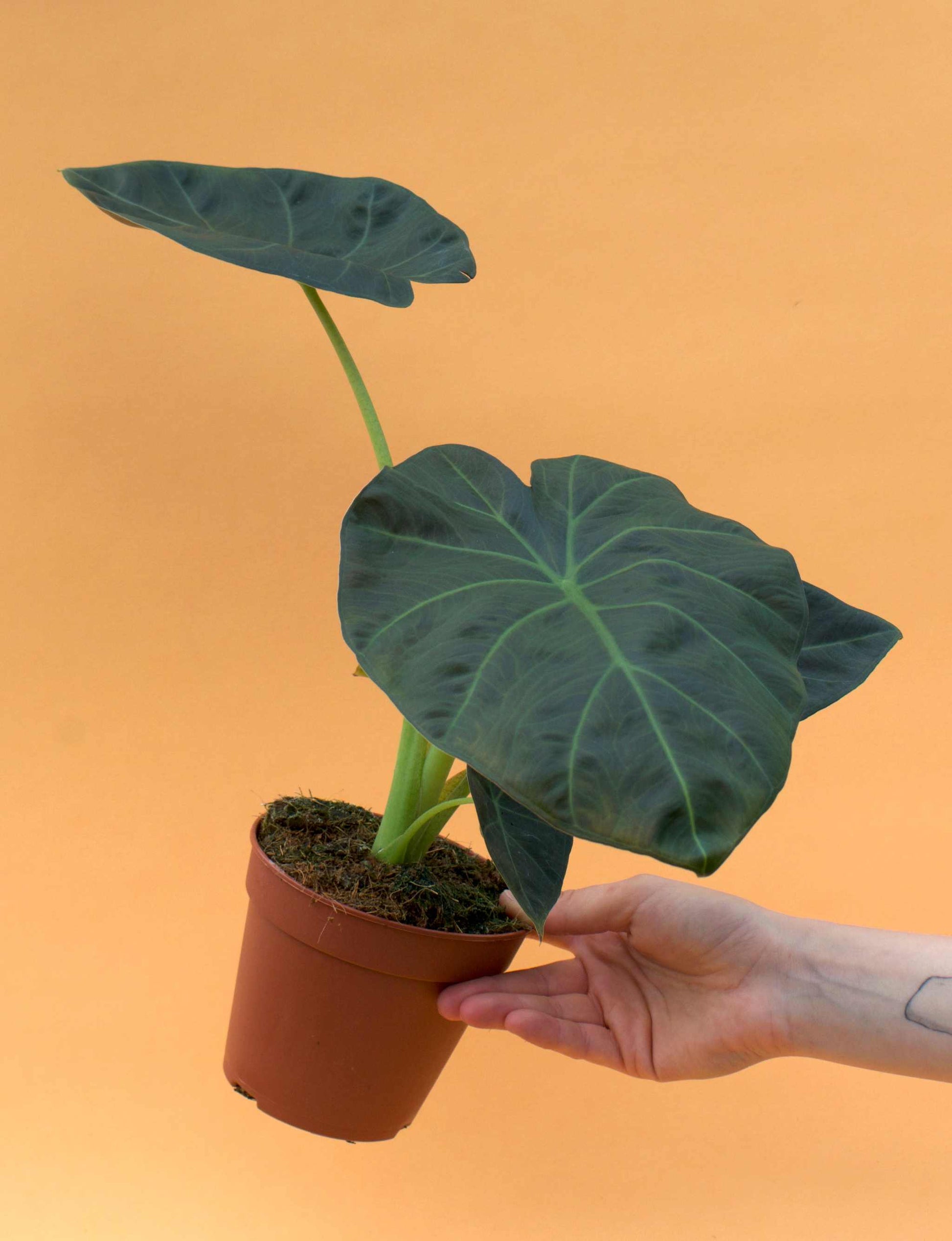 philodendron regal shield Alocasia 'Regal Shields' | Green Plants Online