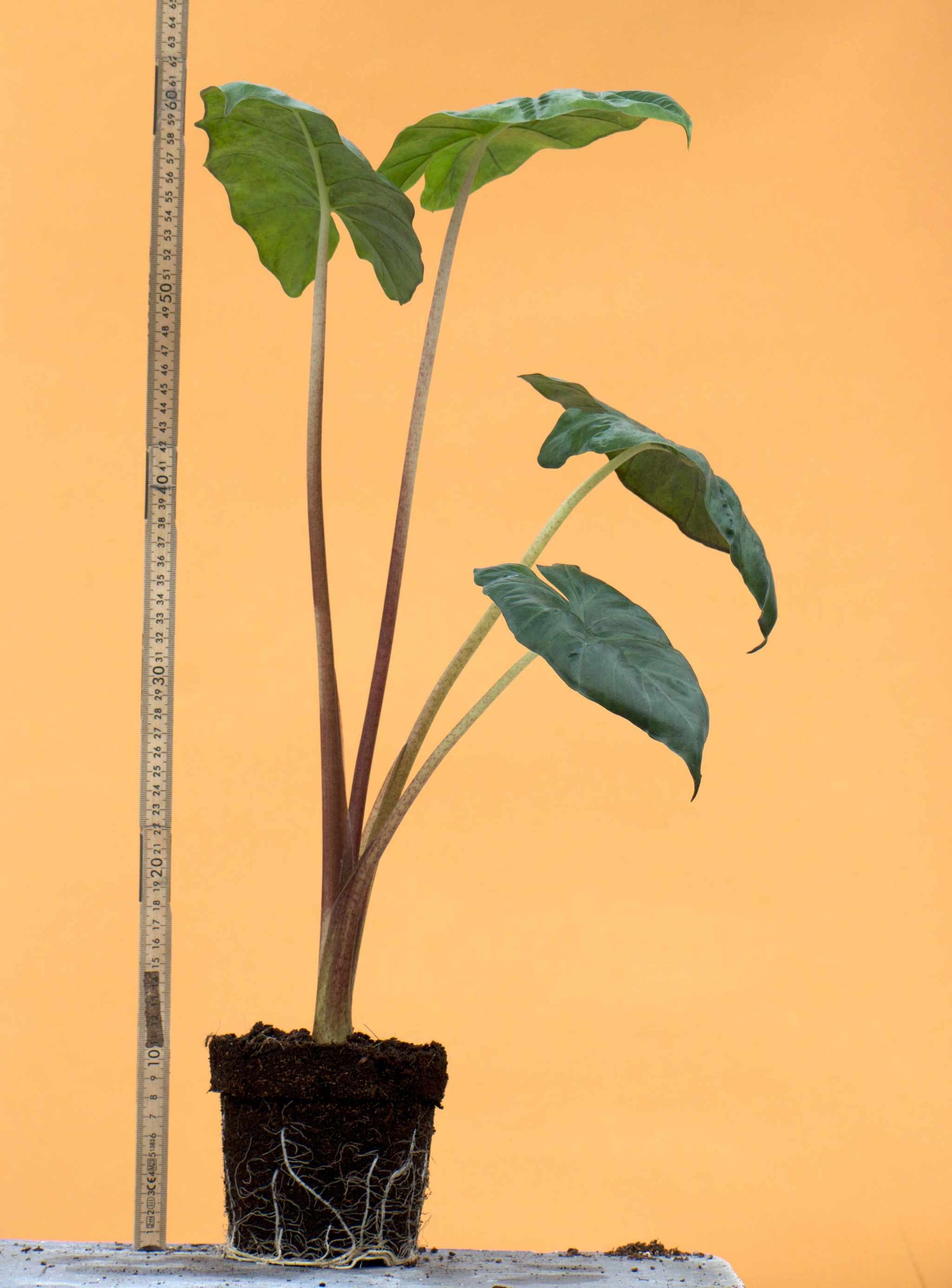 Alocasia sarawakensis 'Yucatan princess' storlek stor