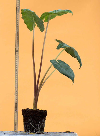 Alocasia sarawakensis 'Yucatan princess' storlek stor