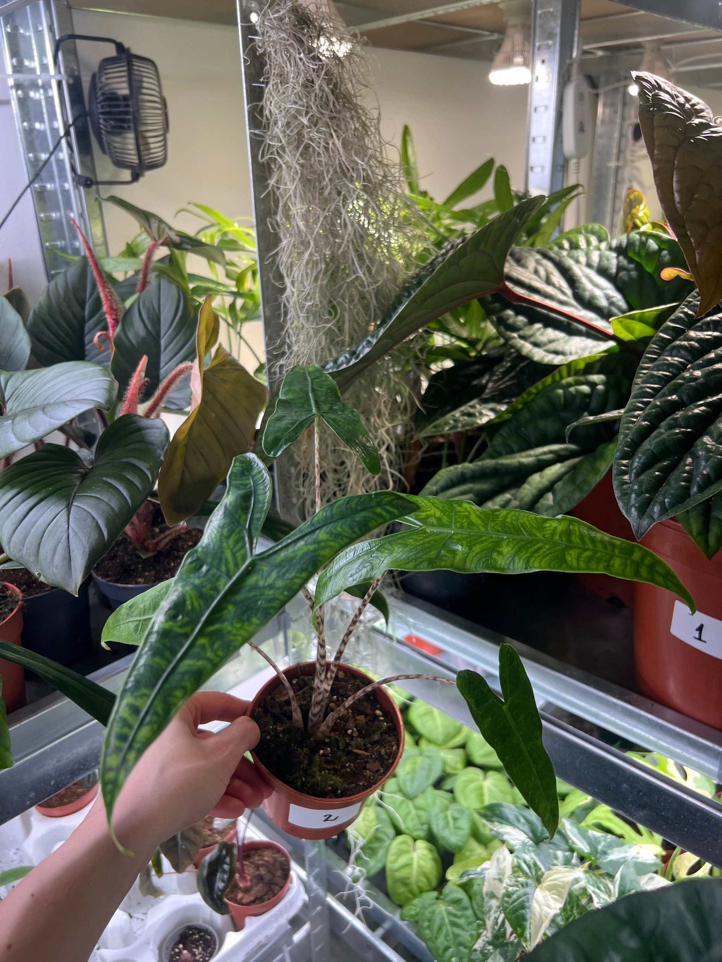 Alocasia zebrina reticulata form