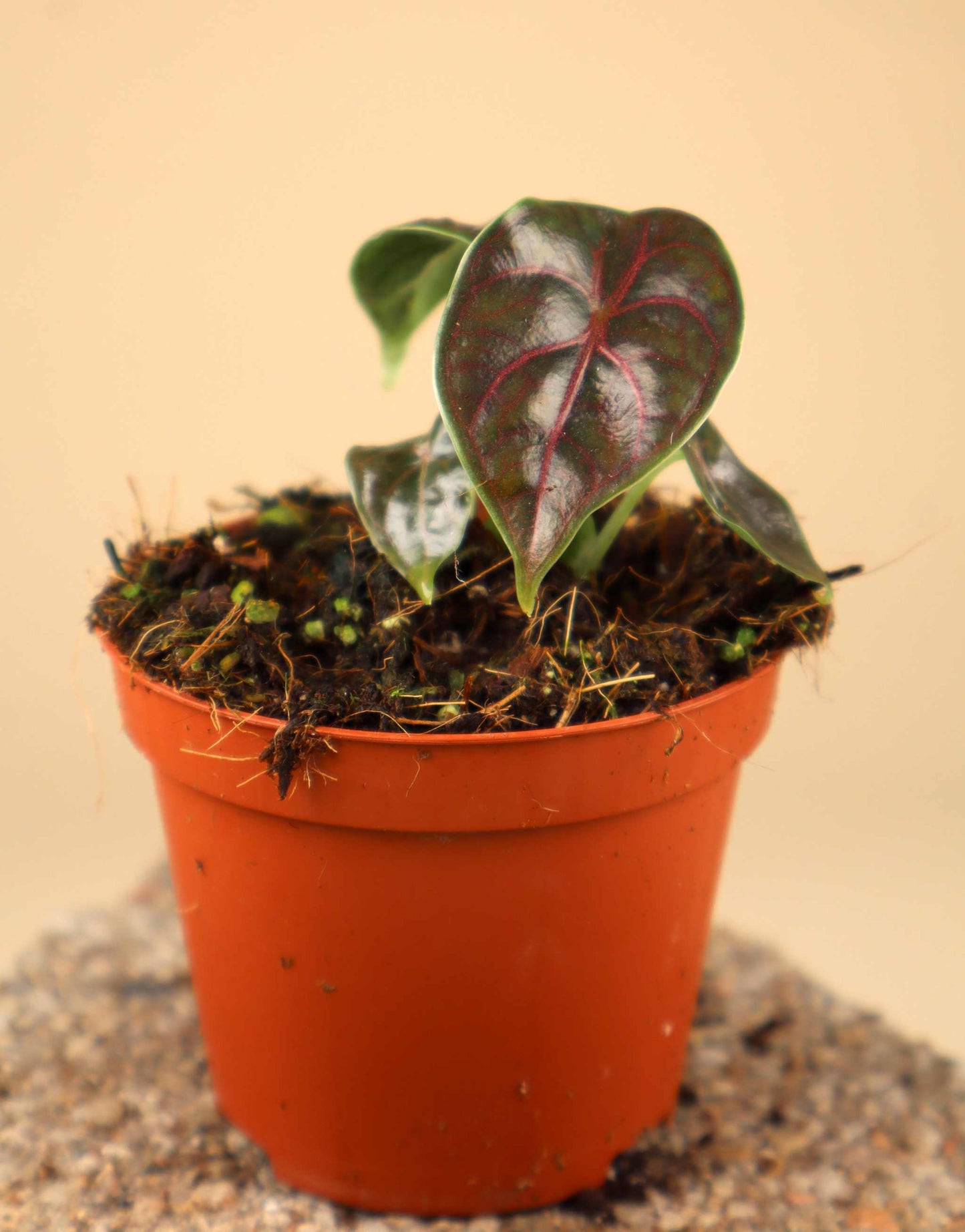 Alocasia azlanii