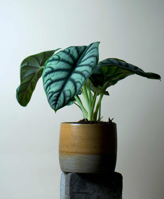 Alocasia bagina 'silver dragon'