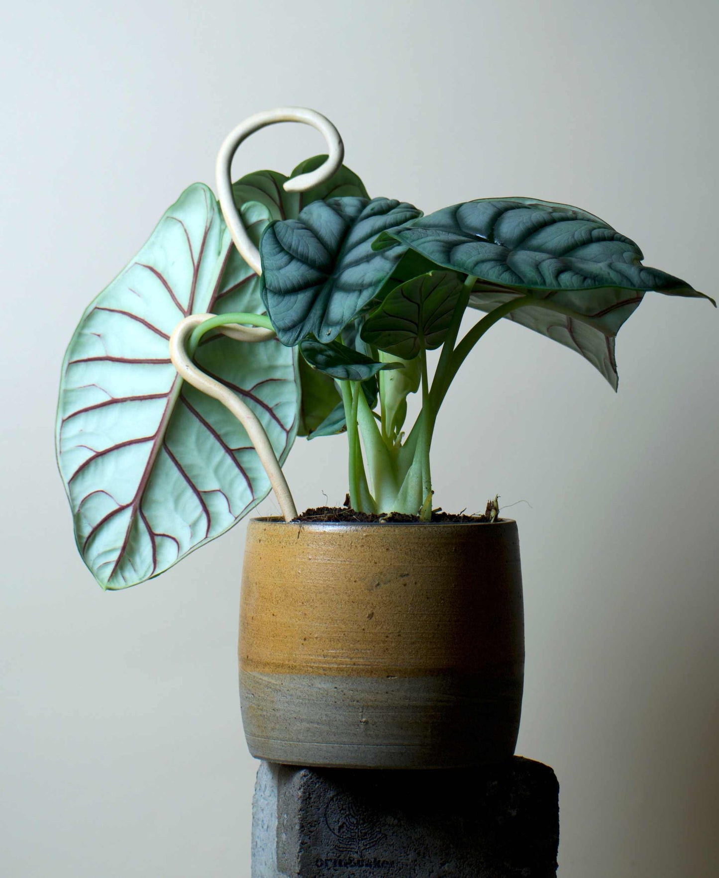 Alocasia bagina 'silver dragon'