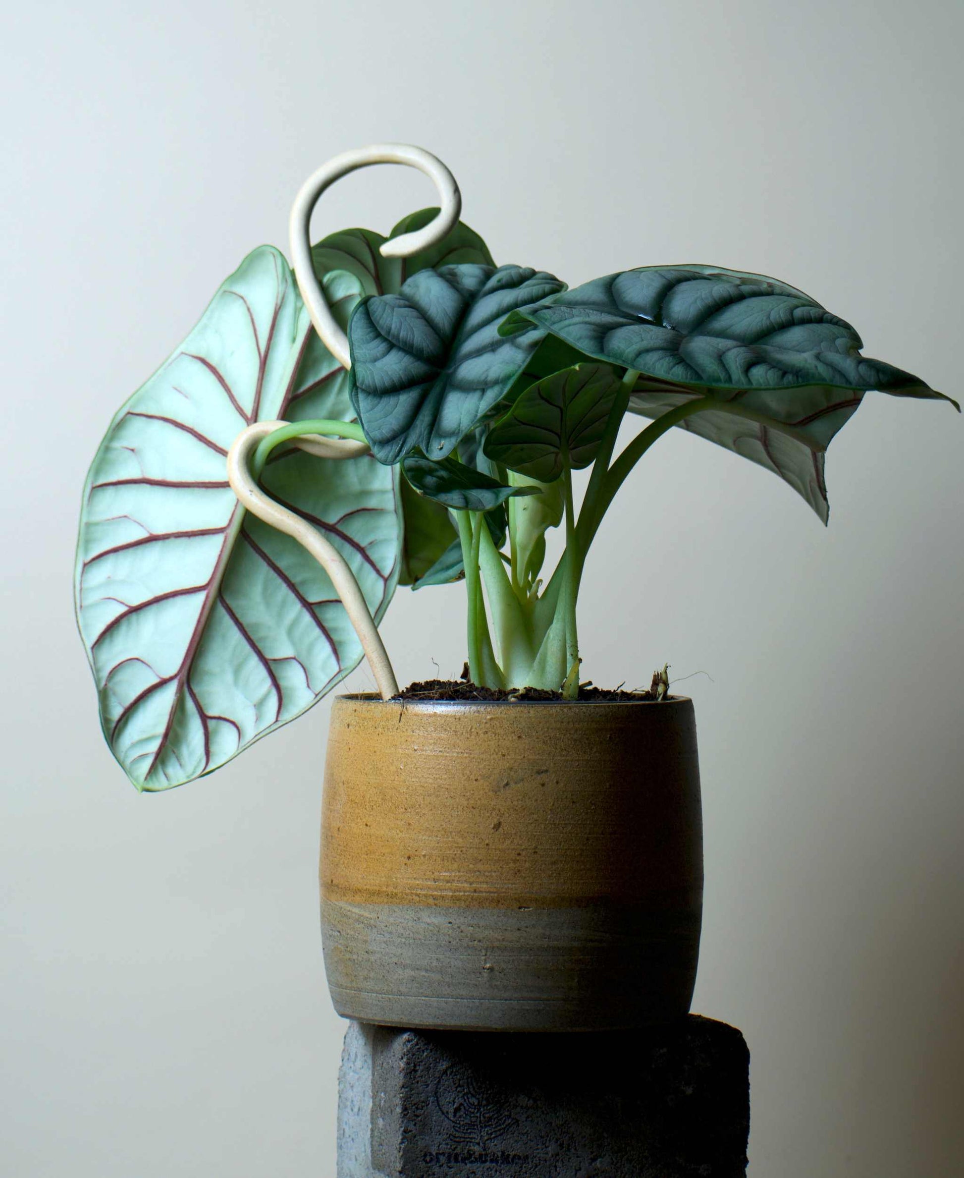 Alocasia bagina 'silver dragon'