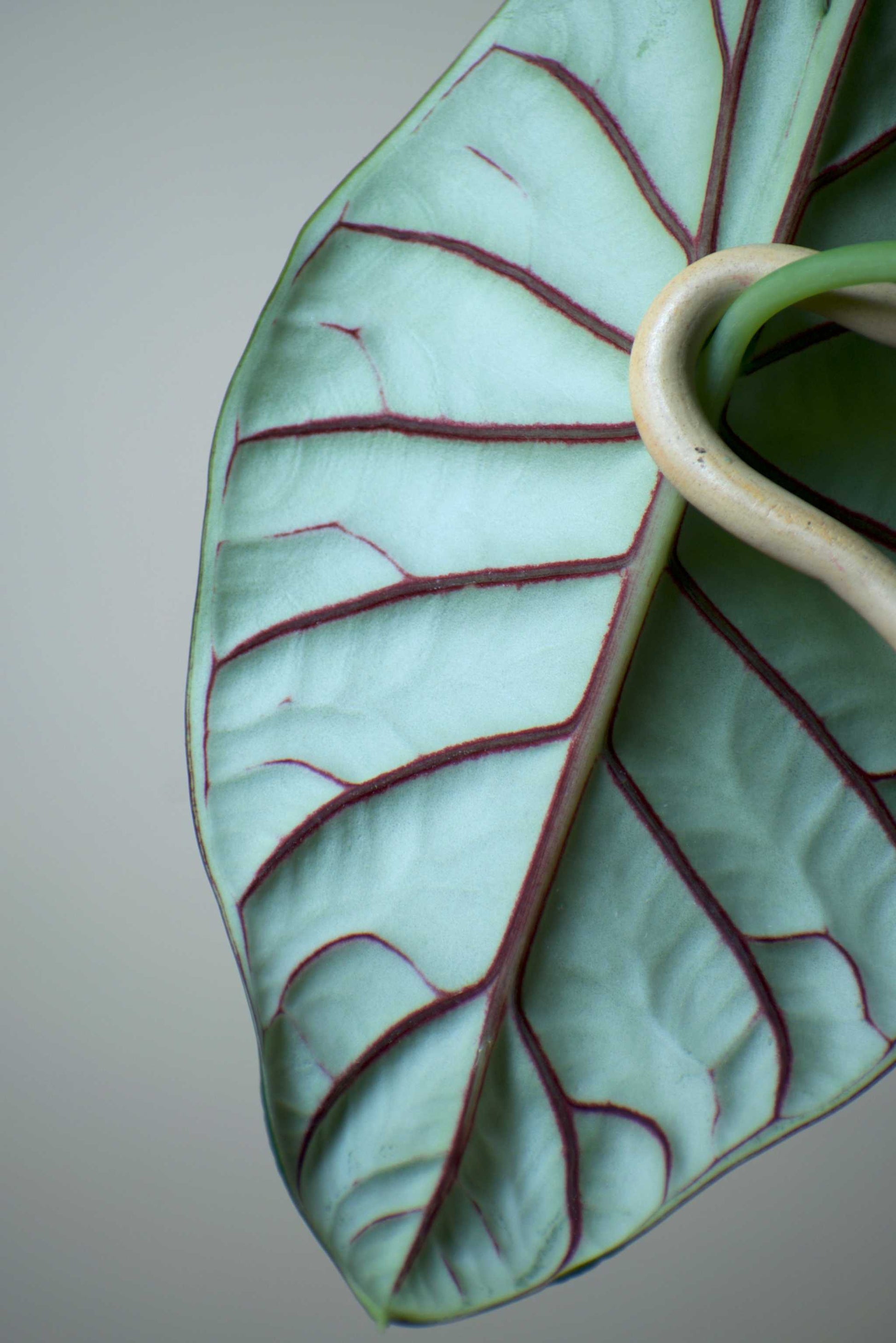 Alocasia bagina 'silver dragon'
