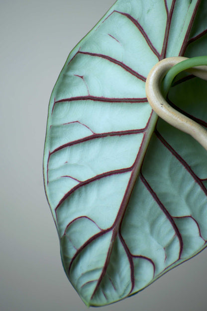 Alocasia bagina 'silver dragon'