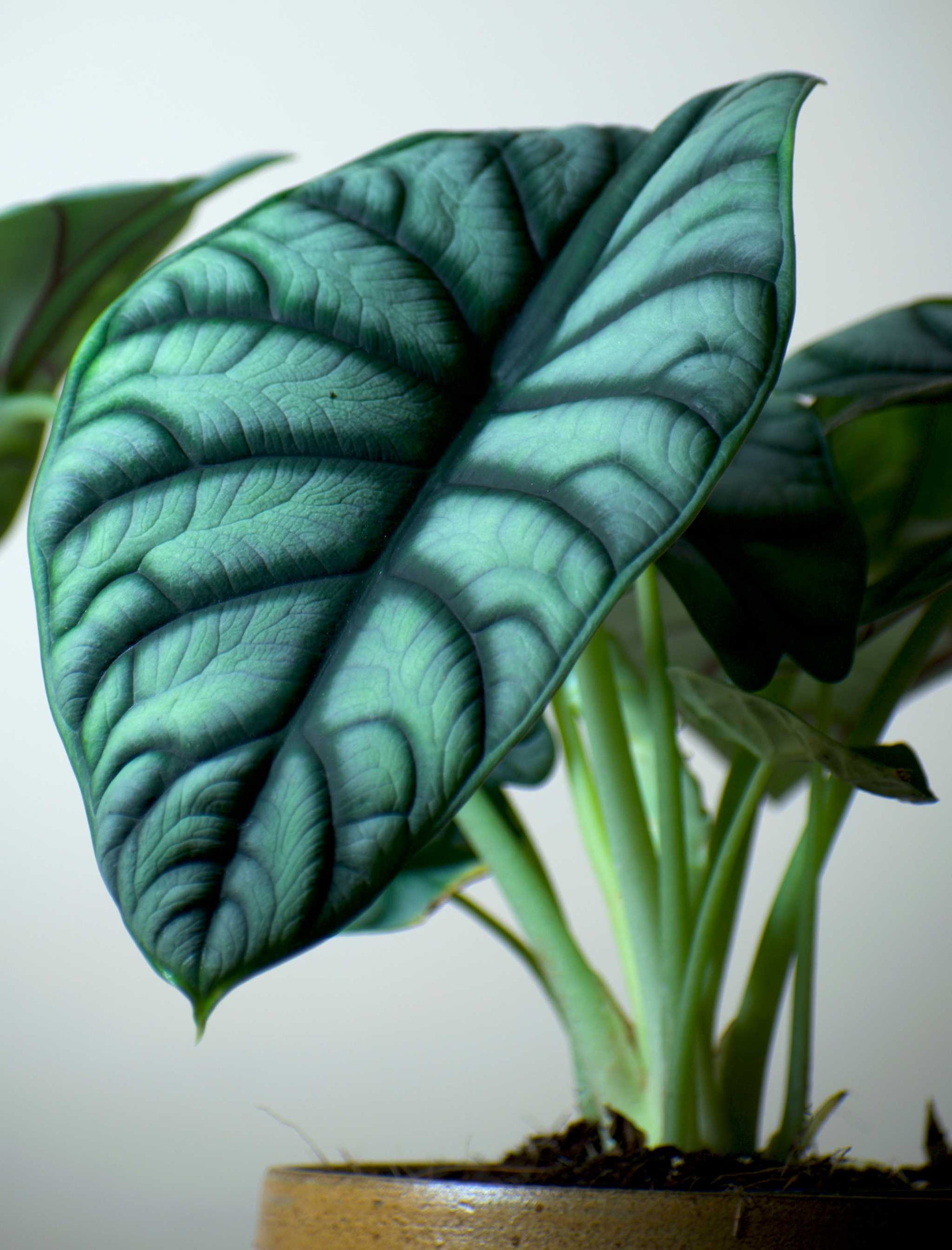 Alocasia bagina 'silver dragon'
