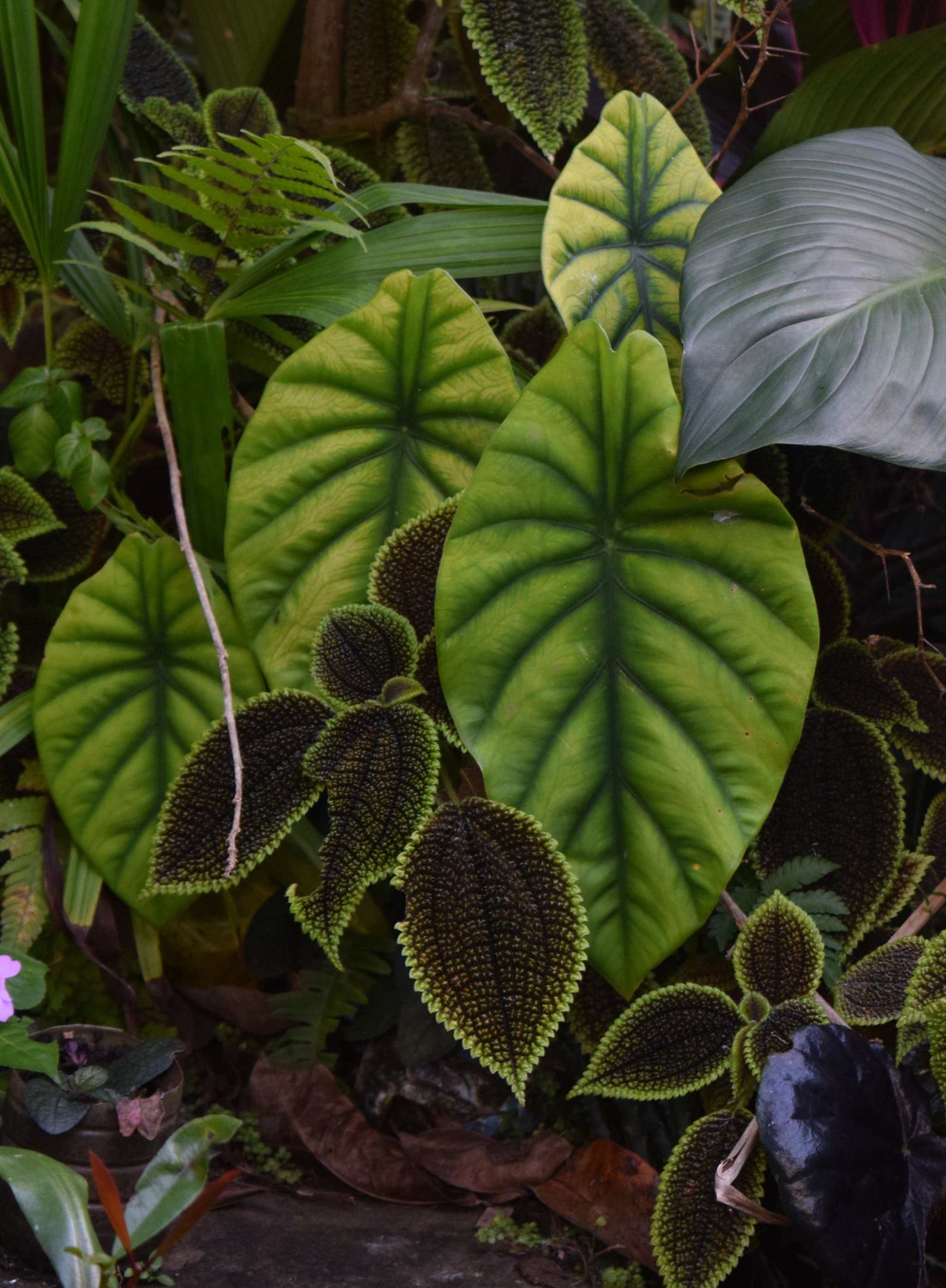 Alocasia clypeolata
