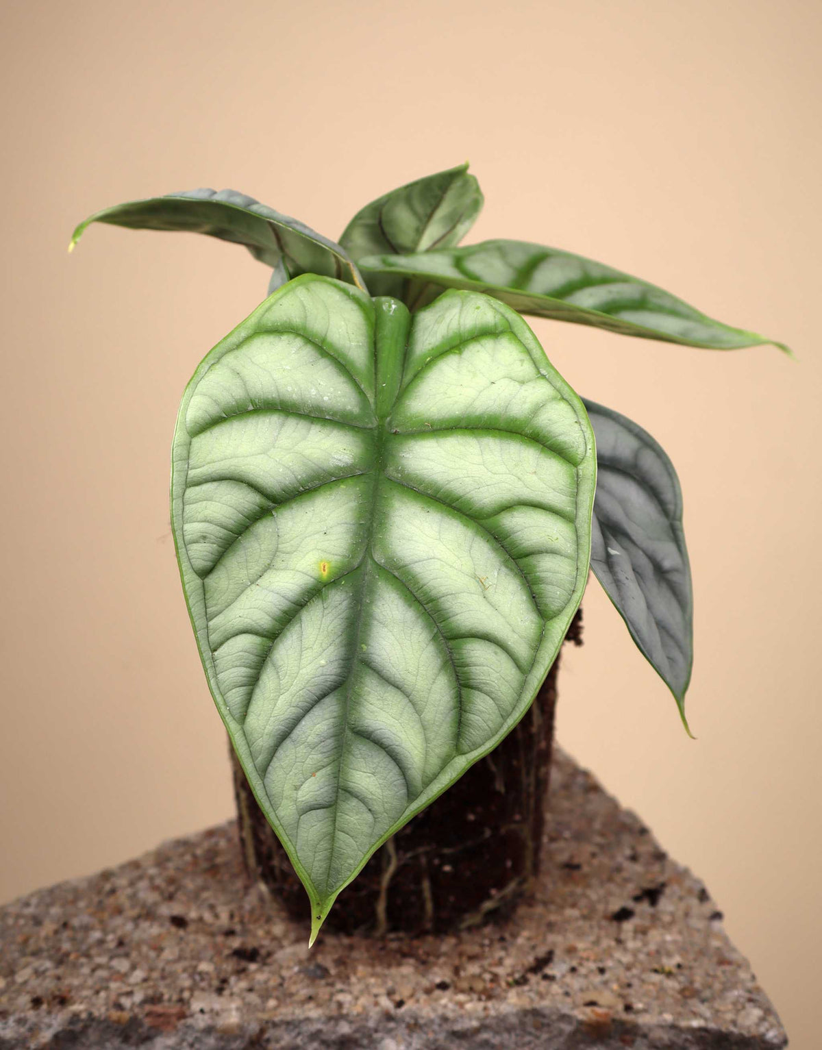 Alocasia baginda 'Silver Dragon'