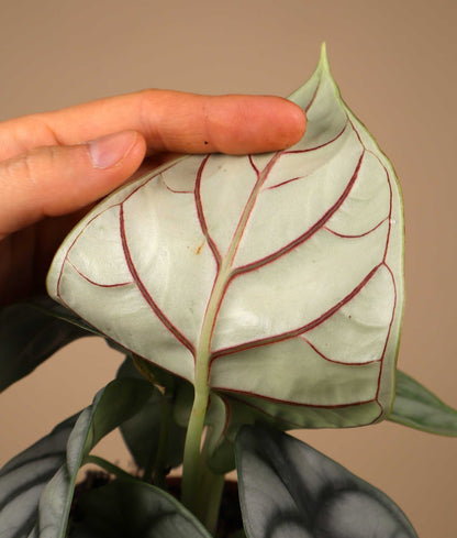 Alocasia baginda 'Silver Dragon'