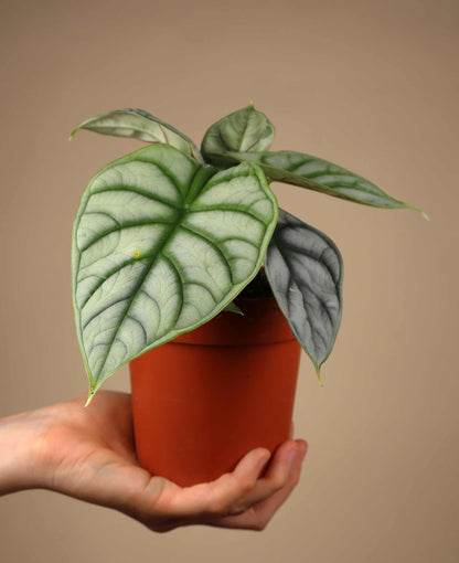Alocasia baginda 'Silver Dragon'