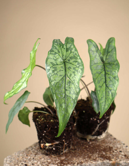 Alocasia heterophylla 'Shattered Glass'