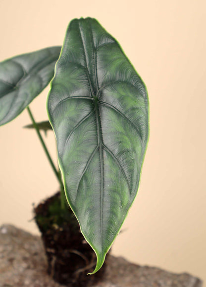 Alocasia puncakborneensis