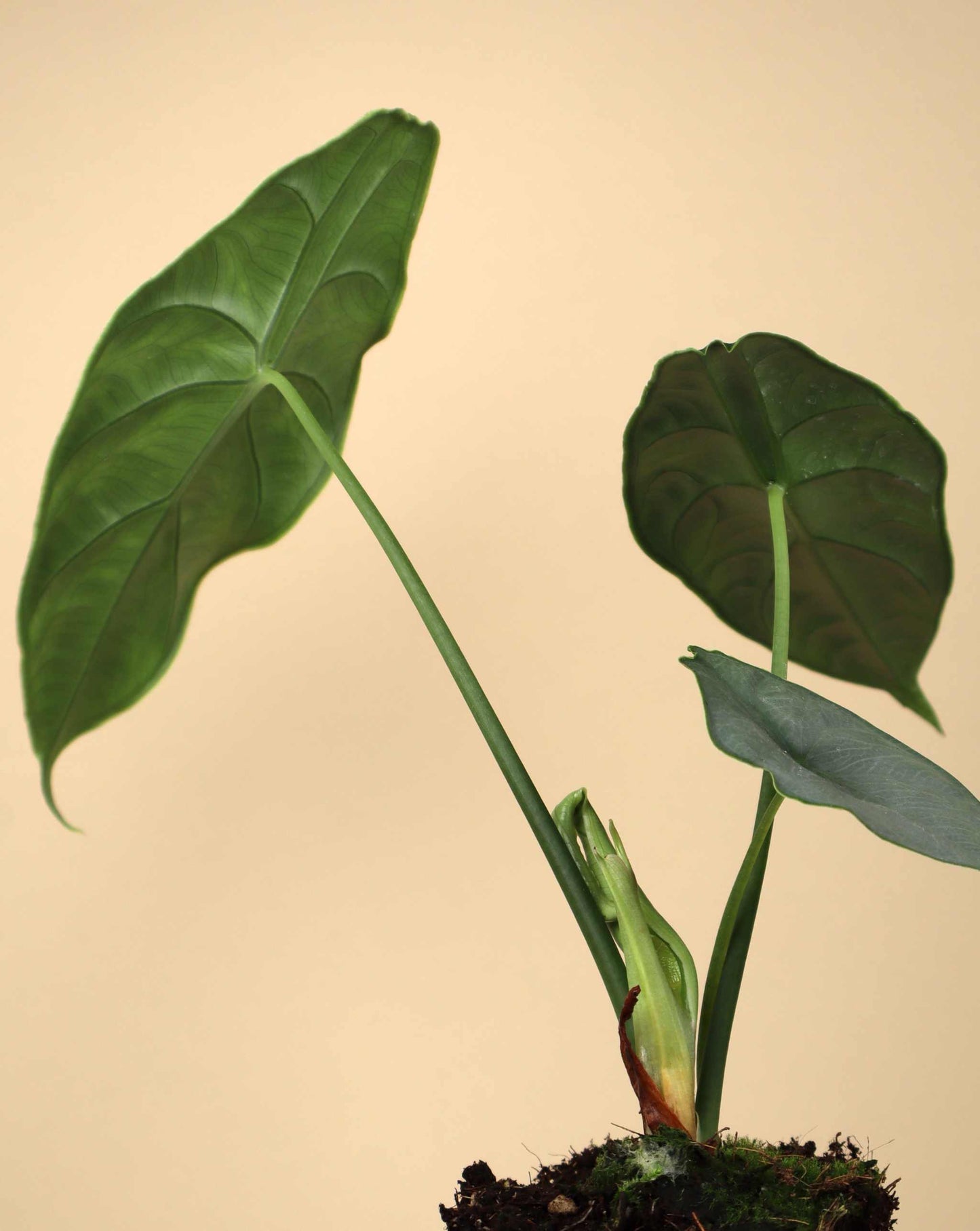 Alocasia puncakborneensis