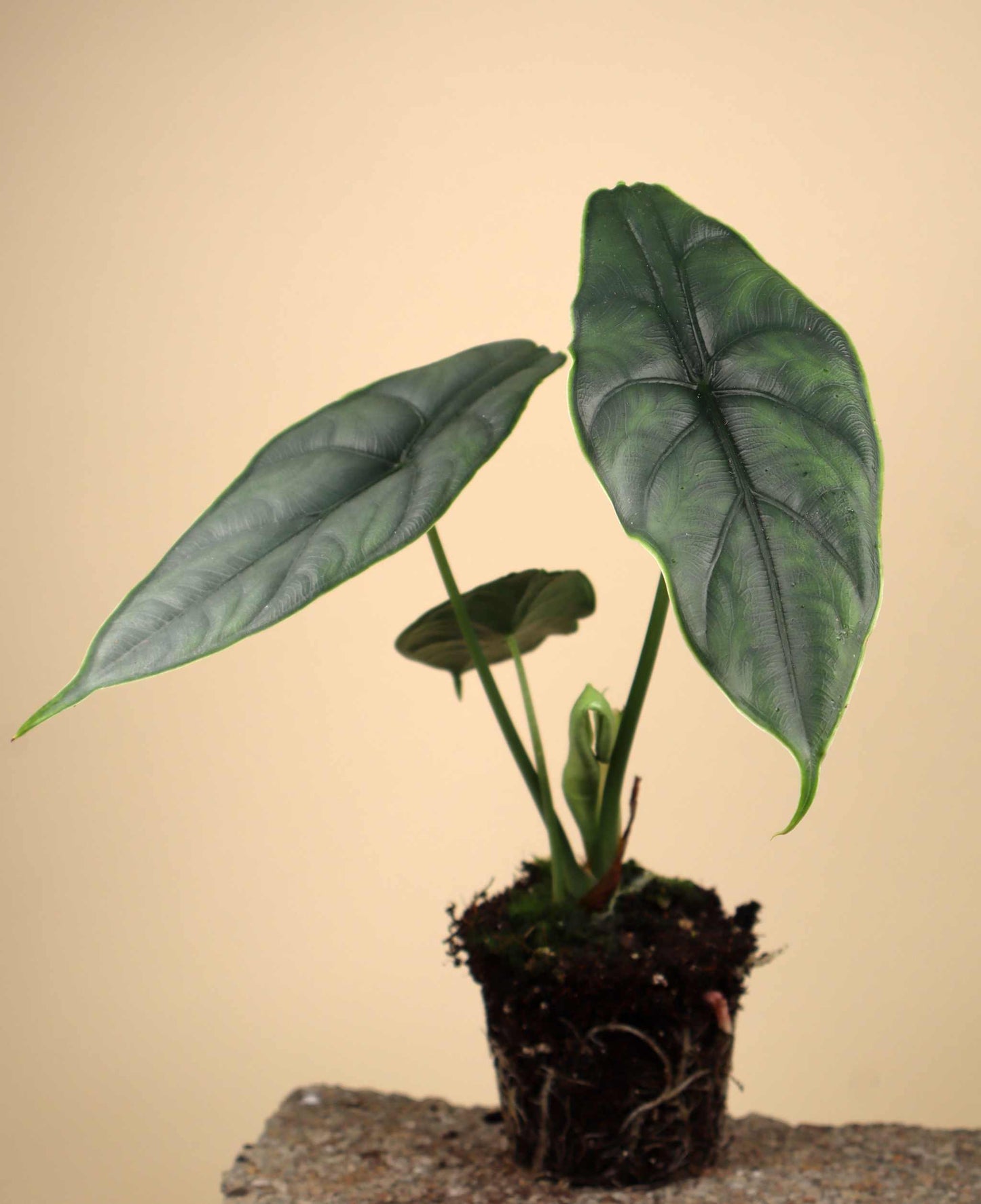 Alocasia puncakborneensis
