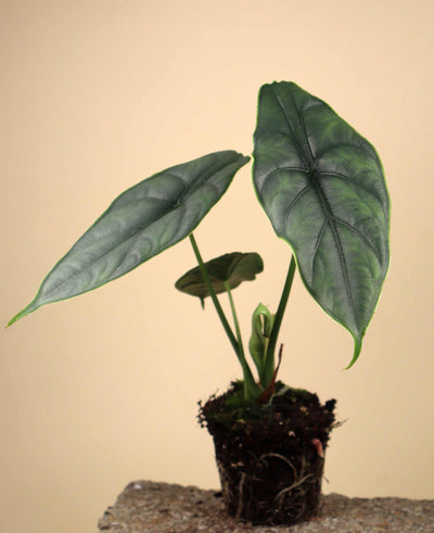 Alocasia puncakborneensis