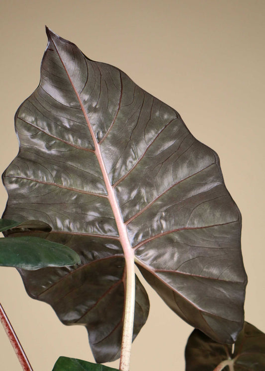 Alocasia sarawakensis 'Yucatan princess'