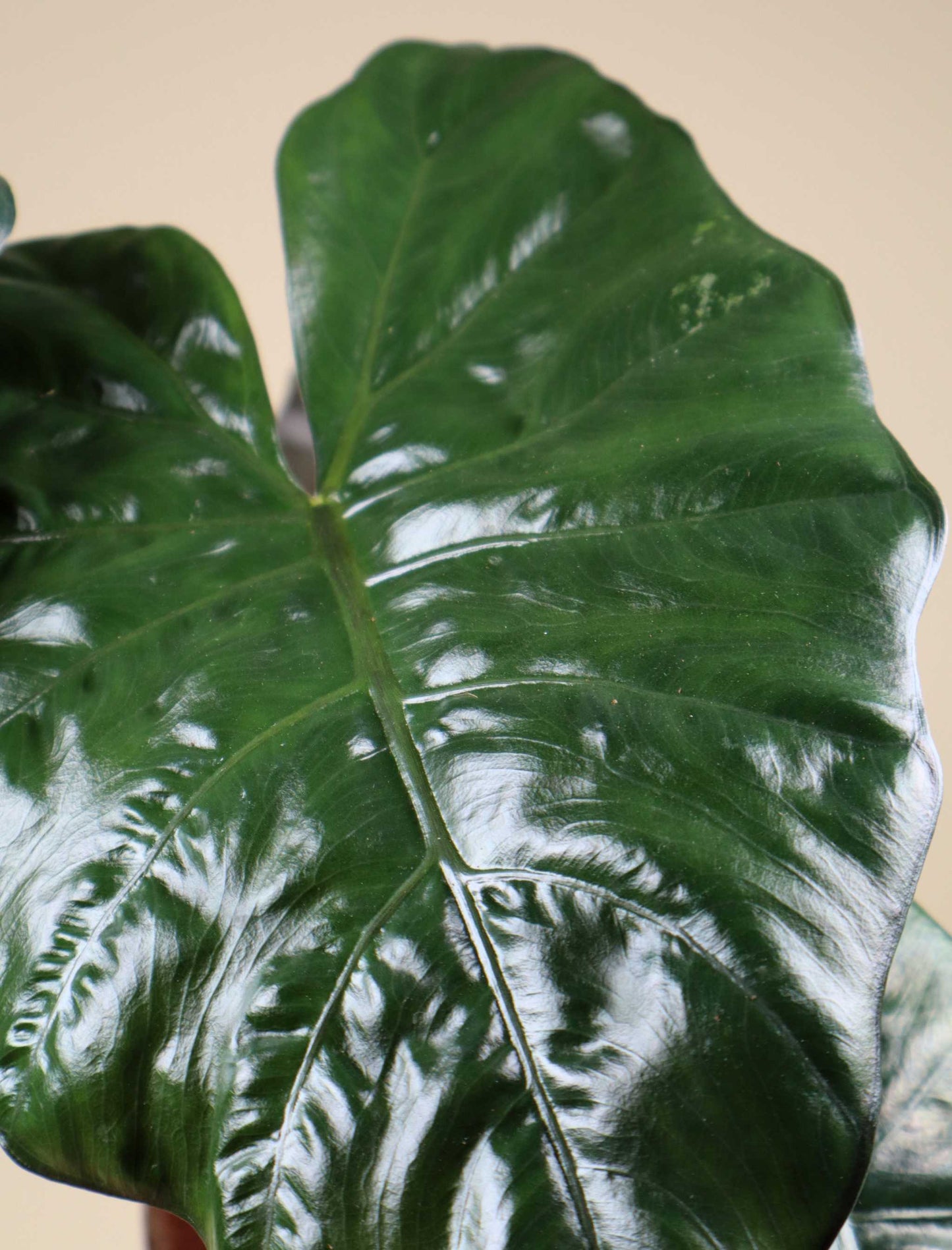 Alocasia sarawakensis 'Yucatan princess'