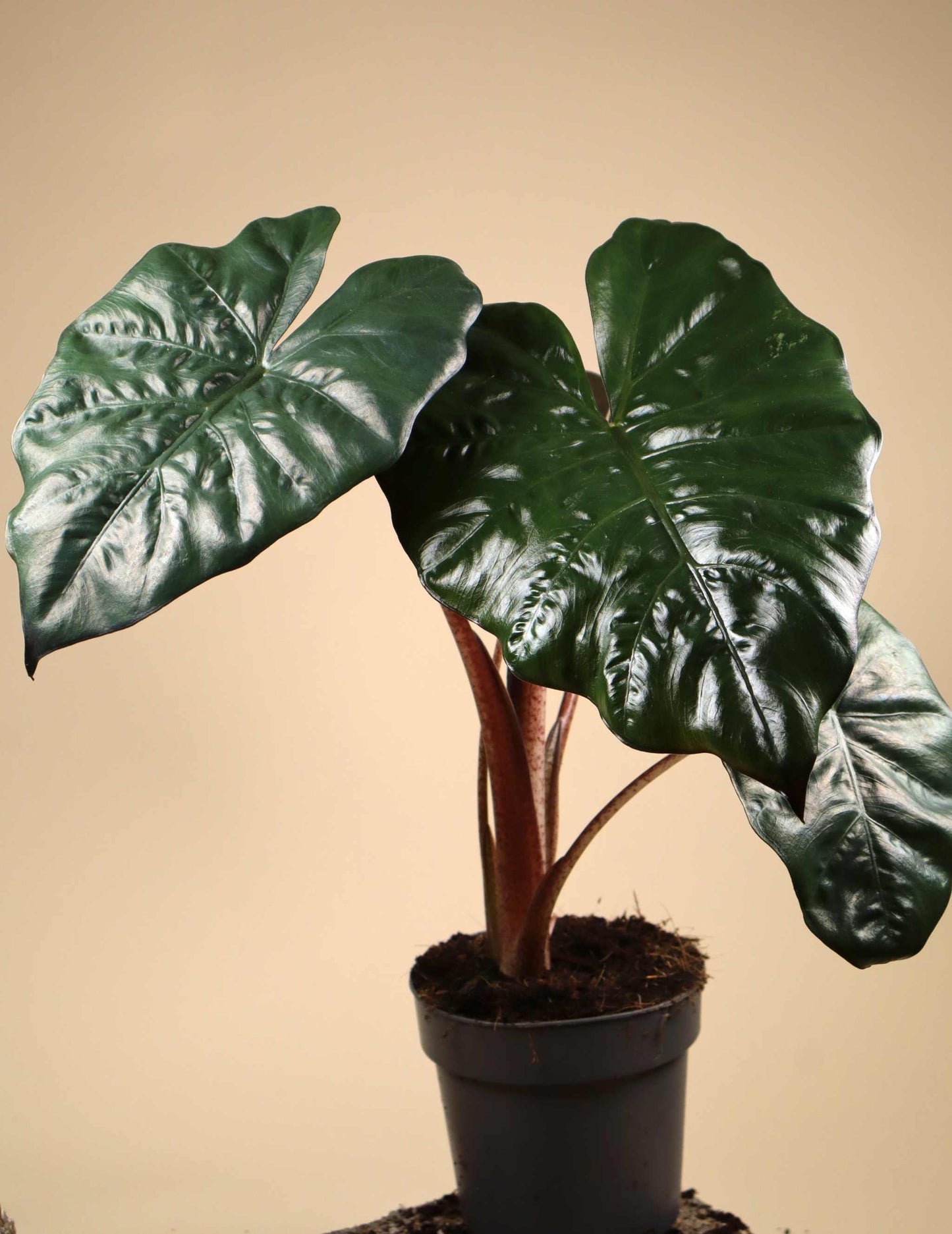 Alocasia sarawakensis 'Yucatan princess'