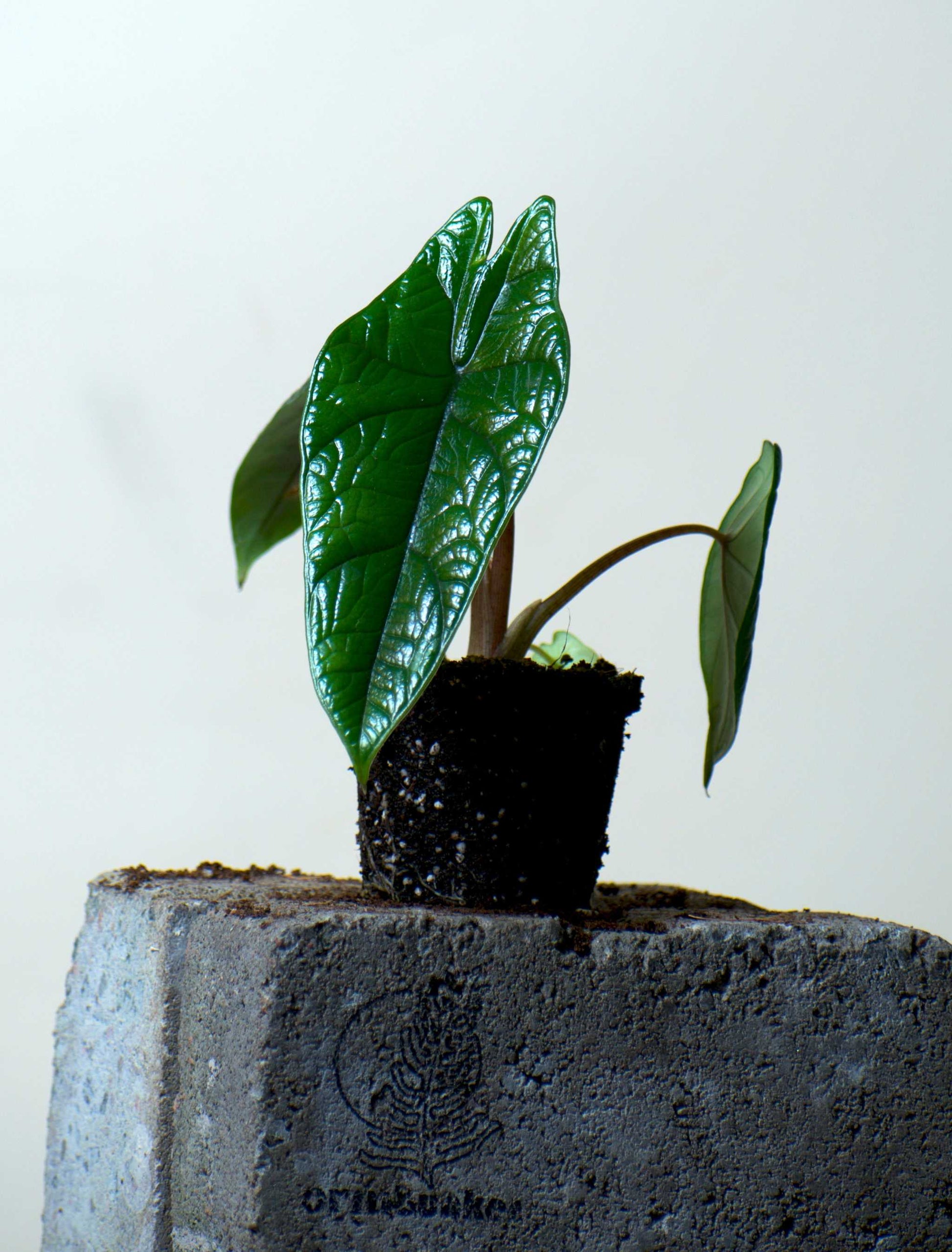 Alocasia scalprum