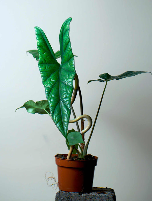Alocasia simpo