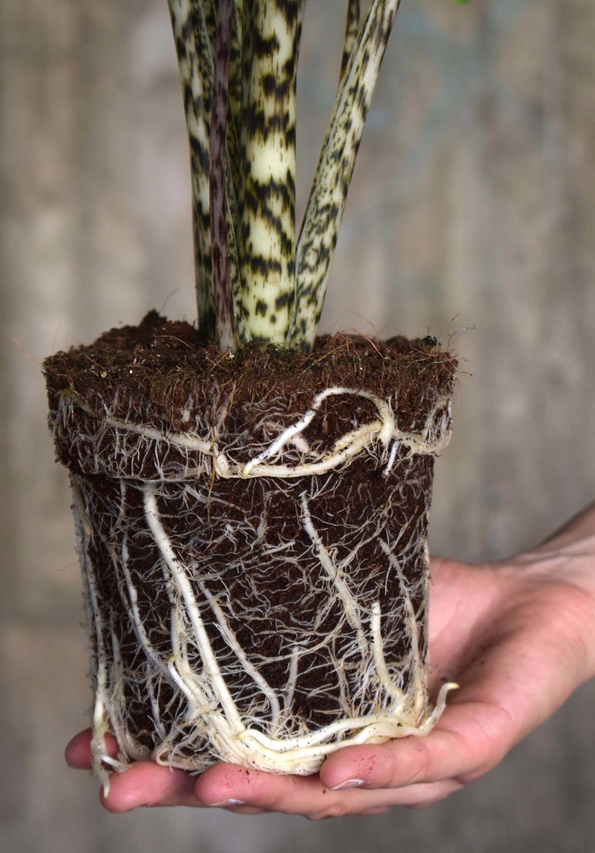 elephant ear plant zebra Alocasia Zebrina 'Elephant ears'