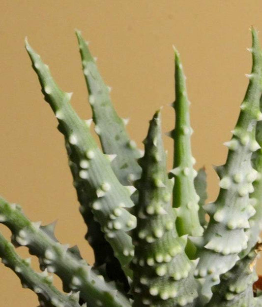 Aloe_humilis_5.5