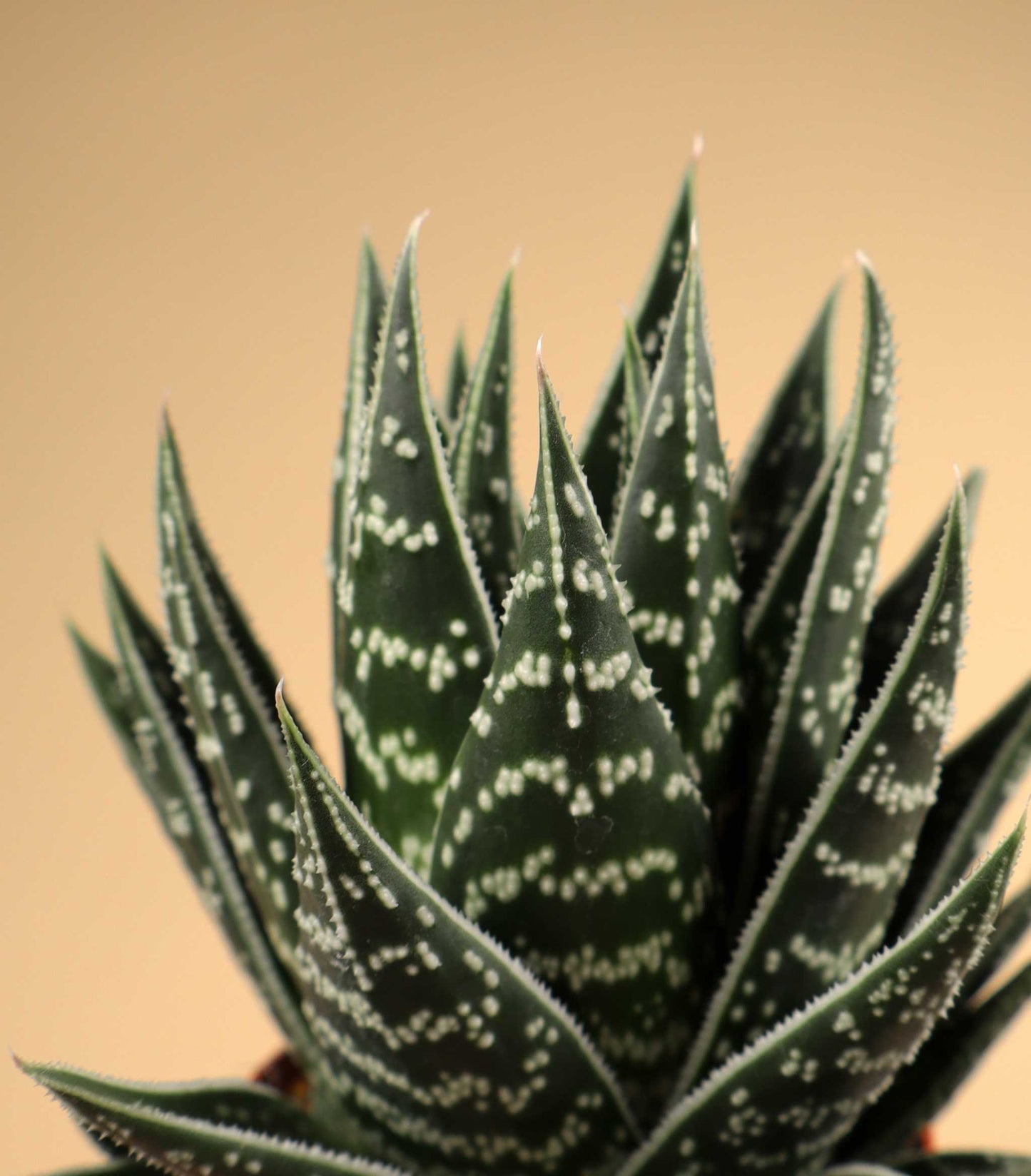 Aloe variegata ‘Tiki Tahi’