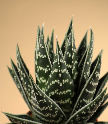 Aloe variegata ‘Tiki Tahi’