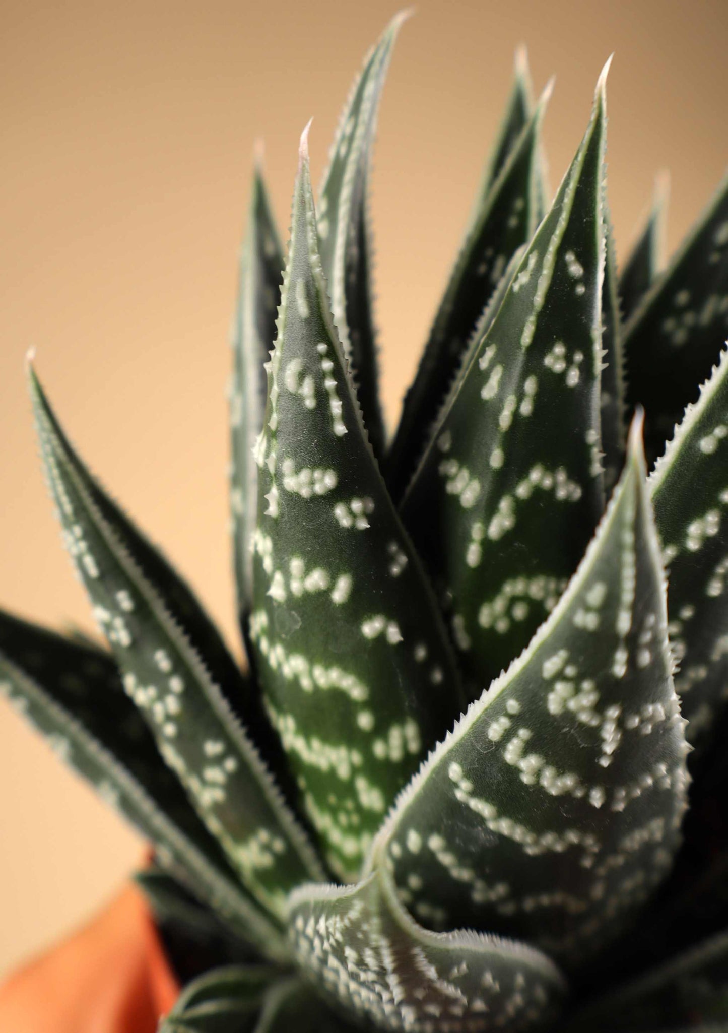 Aloe variegata ‘Tiki Tahi’