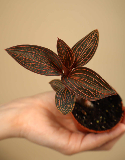 Anoectochilus chapaensis | Jewel Orchid