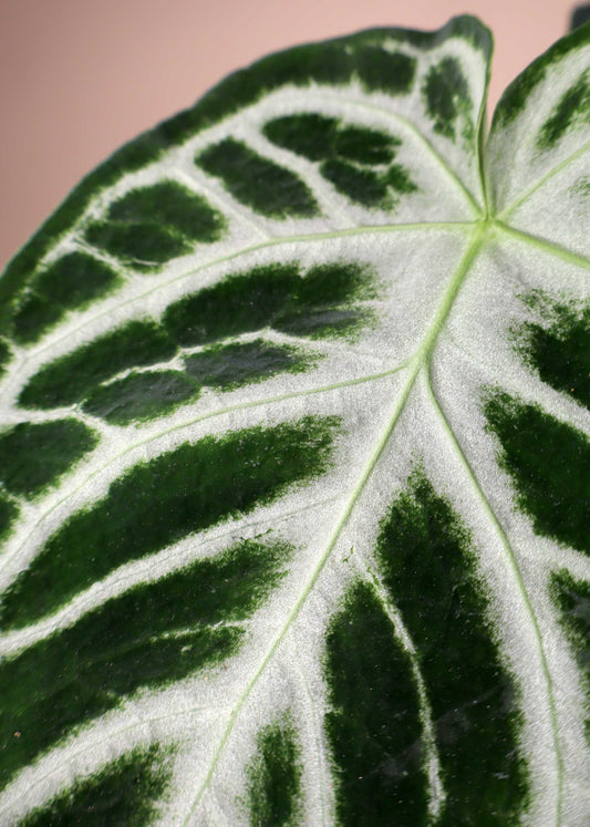 Anthurium Crystallinum 'Silver Blush'