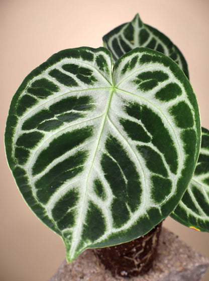 Anthurium Crystallinum 'Silver Blush'