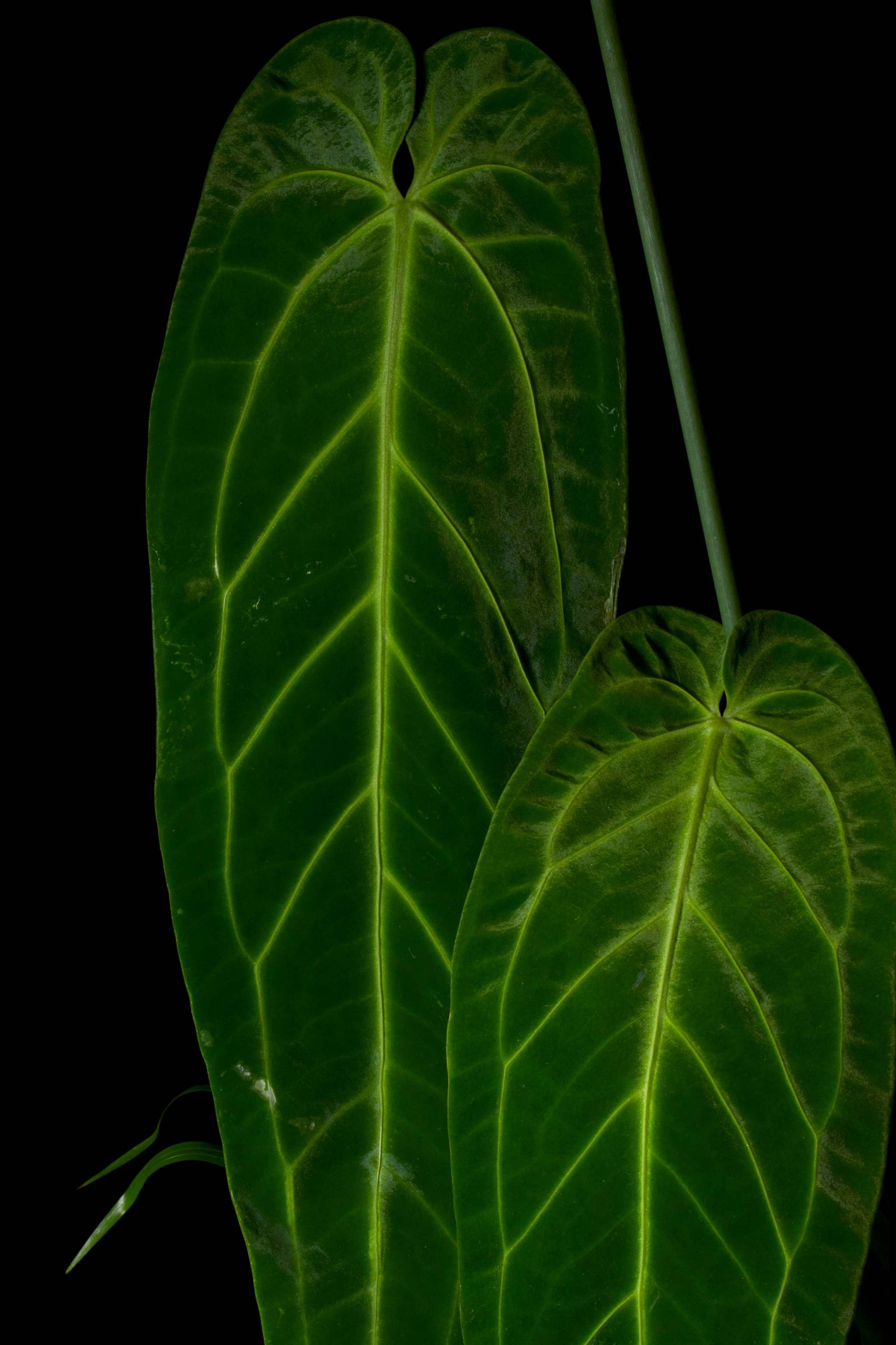 anthurium warocqueanum x anthurium waterburyanum Anthurium Warocqueanum For Sale