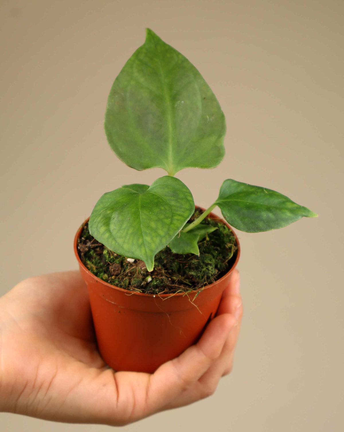 Anthurium 'Portillae'