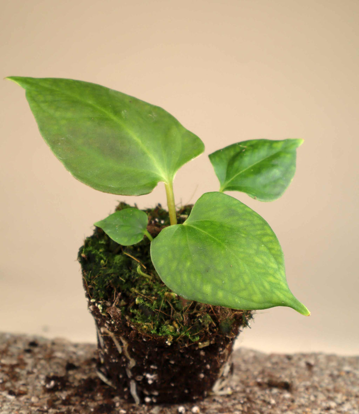 Anthurium 'Portillae'