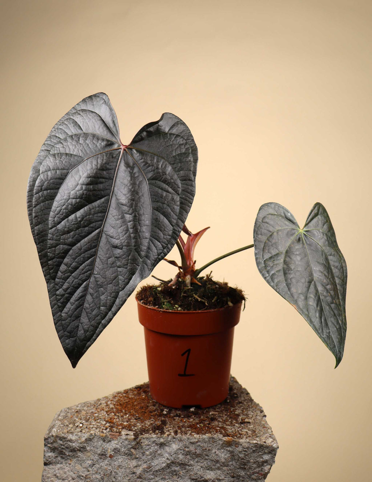 Anthurium 'Queen Of Hearts'