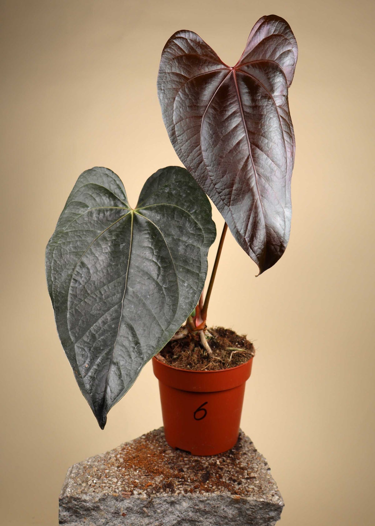 Anthurium 'Queen Of Hearts'