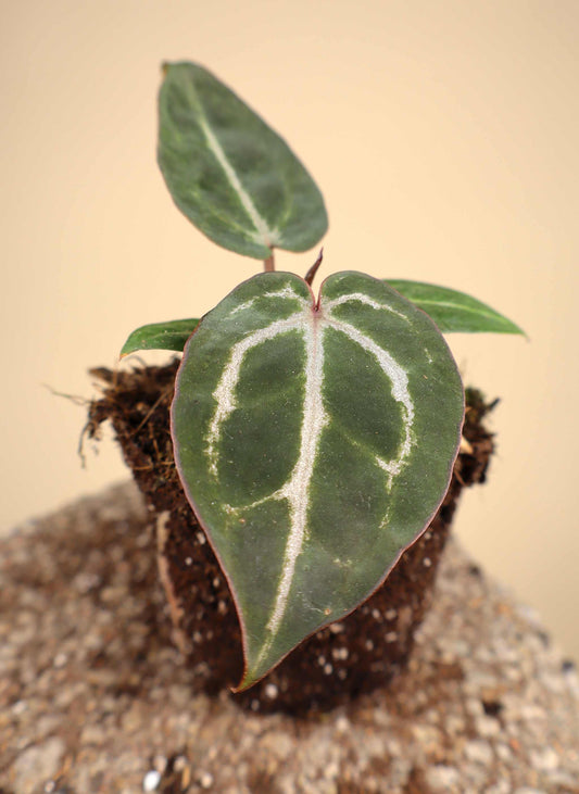 Anthurium 'Red Crystallinum'